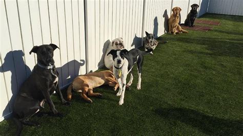 Doggy haven - About Doggy Haven. Doggy Haven Resort is like no other dog boarding and doggy daycare facility in the Seattle area! Each day is filled with fun, friendship, and stimulation …